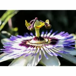 Blue Passion Flower | Passiflora Caerulea -All Plants Sales Store PL13657 add image 3 3a25