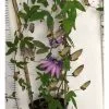 2-3ft Passiflora Amethyst 'Lavender Lady' | 3L Pot |