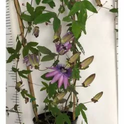 2-3ft Passiflora Amethyst 'Lavender Lady' | 3L Pot |