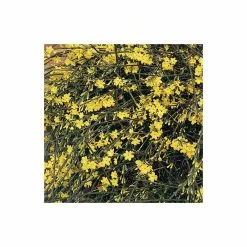 Winter Jasmine | Jasminium Nudiflorum -All Plants Sales Store PL13671 add image 2 6862