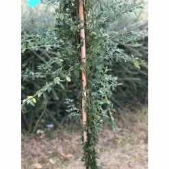 Winter Jasmine | Jasminium Nudiflorum -All Plants Sales Store PL13671 add image 4 9817