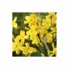 Winter Jasmine | Jasminium Nudiflorum 1 Winter Jasmine | Jasminium Nudiflorum -All Plants Sales Store PL13671 main image eb85