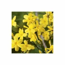 Winter Jasmine | Jasminium Nudiflorum