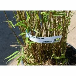 Umbrella Bamboo | Fargesia Murieliae 'Jumbo' -All Plants Sales Store PL190710L add image 2 4481