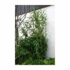 Umbrella Bamboo | Fargesia Murieliae 'Jumbo' -All Plants Sales Store PL190710L add image 3 7835