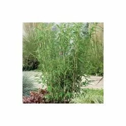 Umbrella Bamboo | Fargesia Murieliae 'Jumbo' -All Plants Sales Store PL190710L add image 4 5ce1