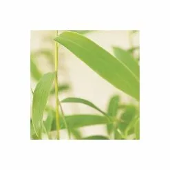 Umbrella Bamboo | Fargesia Murieliae 'Jumbo' -All Plants Sales Store PL190710L add image 5 1ee7