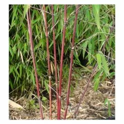 Red Bamboo | Fargesia Scabrida 'Asian Wonder' 7 Red Bamboo | Fargesia Scabrida 'Asian Wonder' -All Plants Sales Store PL1910 add image 1 352e