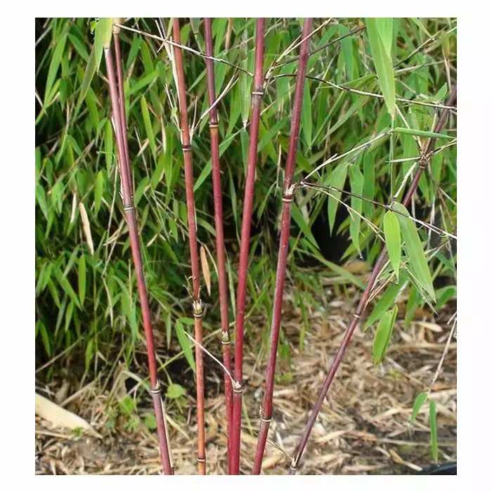 Red Bamboo | Fargesia Scabrida 'Asian Wonder' 5 Red Bamboo | Fargesia Scabrida 'Asian Wonder' - Image 3