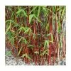 Red Bamboo | Fargesia Scabrida 'Asian Wonder' -All Plants Sales Store PL1910 main image 6461