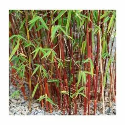 Red Bamboo | Fargesia Scabrida 'Asian Wonder'