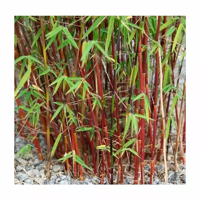 Red Bamboo | Fargesia Scabrida 'Asian Wonder' 3 Red Bamboo | Fargesia Scabrida 'Asian Wonder'