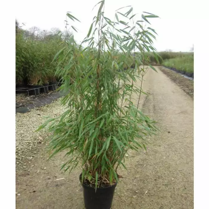 Red Bamboo | Fargesia Scabrida 'Asian Wonder' 4 Red Bamboo | Fargesia Scabrida 'Asian Wonder' - Image 2