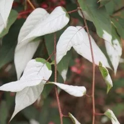Actinidia Tetramera Var. Maloides | 3L Pot (60cm Cane)