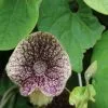 Aristolochia Macrophylla | 2L Pot -All Plants Sales Store PL30000229 df91