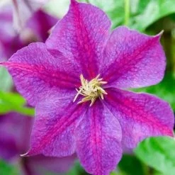 Clematis Star Of India | 3L Pot