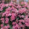 Clematis Broughton Star | 3L Pot -All Plants Sales Store PL30000303 0a12
