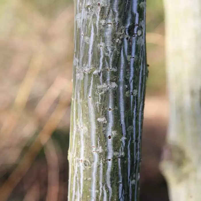 Acer Davidii | 12 Lt Pot 3 Acer Davidii | 12 Lt Pot