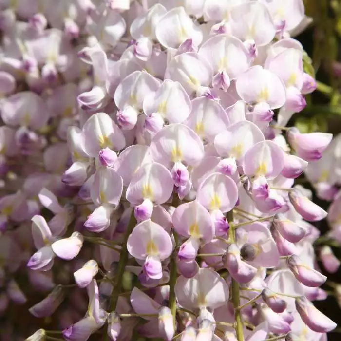 Wisteria Floribunda Kuchi-beni | 3 Lt Pot 3 Wisteria Floribunda Kuchi-beni | 3 Lt Pot