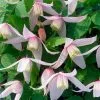 Clematis Willy | 3L Pot -All Plants Sales Store PL30000910 ff1a