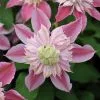 Clematis Josephine ('Evijohill') (PBR) | 3L Pot -All Plants Sales Store PL30000933 a46a
