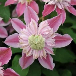 Clematis Josephine ('Evijohill') (PBR) | 3L Pot