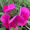 Lathyrus Latifolius Red Pearl | 3L Pot -All Plants Sales Store PL30000945 0689