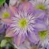 Clematis Crystal Fountain ('Evipo038') (PBR) | 3L Pot -All Plants Sales Store PL30001001 62ea