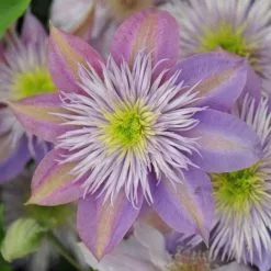 Clematis Crystal Fountain ('Evipo038') (PBR) | 3L Pot
