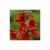 Erysimum Fire King | 1 Pack Of 10 2 Erysimum Fire King | 1 Pack Of 10 -All Plants Sales Store PL30001021 d4d5