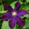 Clematis Romantika | 3L Pot -All Plants Sales Store PL30001158 a941