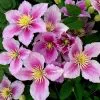Clematis Piilu | 3L Pot -All Plants Sales Store PL30001166 1e31
