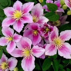 Clematis Piilu | 3L Pot