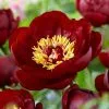 Paeonia Buckeye Belle | 4 Litre Pot -All Plants Sales Store PL30001498 a6e6