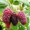 Tayberry Medana Tayberry | 3 Litre Pot
