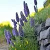 Echium Candicans | 3.5 Litre Pot -All Plants Sales Store PL30001706 46ef