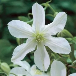 Clematis John Huxtable | 3L Pot