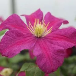 Clematis Remembrance | 3L Pot