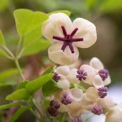 Akebia Quinata Cream-flowered | 3 Lt Pot