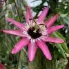 Passiflora X Violacea | 3 Lt Pot -All Plants Sales Store PL30002161 4b36