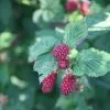 Tayberry Buckingham | 3L Pot -All Plants Sales Store PL30002204 ed96