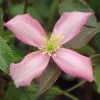 Clematis Warwickshire Rose | 3L Pot 2 Clematis Warwickshire Rose | 3L Pot -All Plants Sales Store PL30002205 c1cc