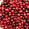 Cranberry Pilgrim | 3L Pot -All Plants Sales Store PL30002240 63ab