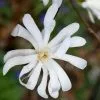 Magnolia Stellata | 12L Pot -All Plants Sales Store PL30002265 a4da