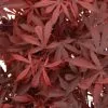 Acer Palmatum Atropurpureum | 12L Pot -All Plants Sales Store PL30002266 2595