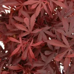 Acer Palmatum Atropurpureum | 12L Pot