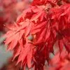 Acer Palmatum | 12L Pot -All Plants Sales Store PL30002268 95dc