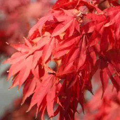 Acer Palmatum | 12L Pot