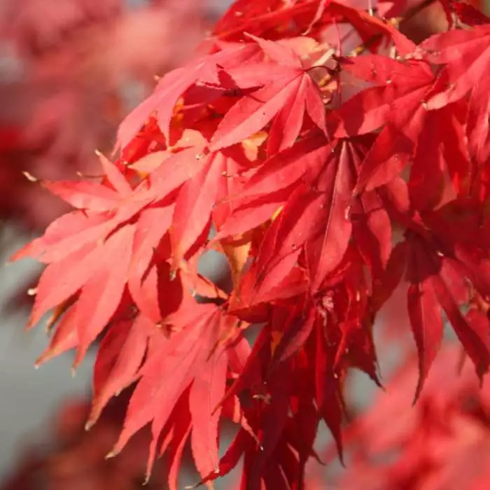 Acer Palmatum | 12L Pot 3 Acer Palmatum | 12L Pot