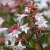 Abelia × Grandiflora | 7.5L Pot -All Plants Sales Store PL30002294 f8a2